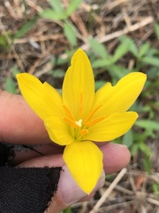 Zephyranthes citrina