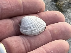 Chione elevata