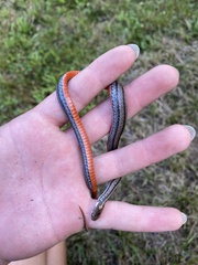 Storeria occipitomaculata