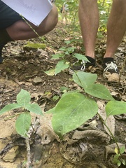 Persicaria virginiana