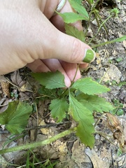 Geum