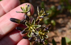 Albuca