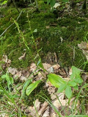 Platanthera chlorantha