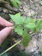Geum
