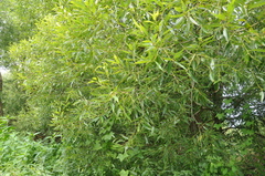 Salix euxina