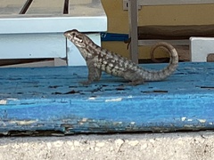 Leiocephalus carinatus