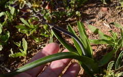 Albuca