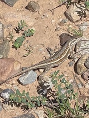 Sceloporus cowlesi