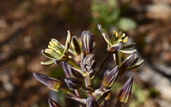 Albuca