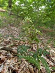 Epipactis leptochila