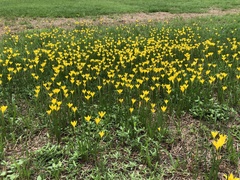 Zephyranthes citrina