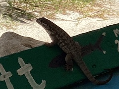 Leiocephalus carinatus