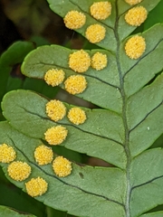 Polypodium appalachianum