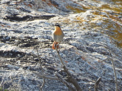 Cossypha caffra caffra