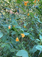 Impatiens capensis