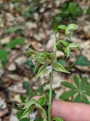 Epipactis leptochila