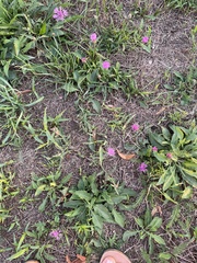 Centaurea jacea