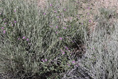 Mirabilis oxybaphoides