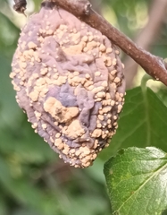 Monilinia fructigena
