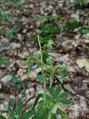 Epipactis leptochila
