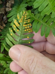 Polypodium appalachianum