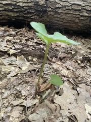 Viola maculata