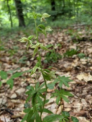 Epipactis leptochila
