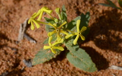 Lyperia tristis