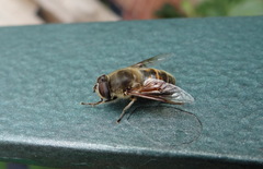 Eristalis tenax