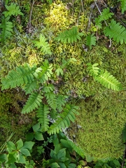Polypodium appalachianum