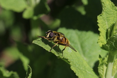Myathropa florea