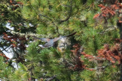 Streptopelia orientalis