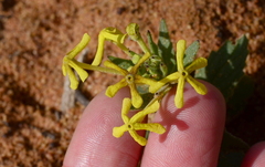 Lyperia tristis