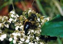 Eristalis tenax