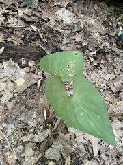 Viola maculata