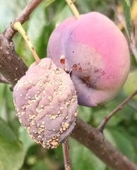Monilinia fructigena