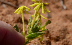 Lyperia tristis