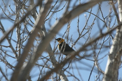 Xanthocephalus xanthocephalus