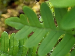 Polypodium appalachianum