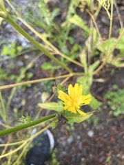 Helminthotheca echioides