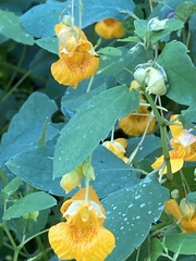 Impatiens capensis