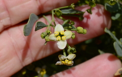 Montinia caryophyllacea