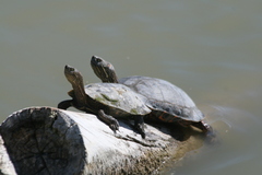 Trachemys gaigeae