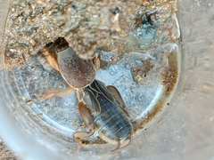 Gryllotalpa gryllotalpa