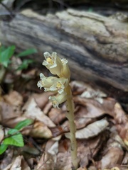 Monotropa hypopitys