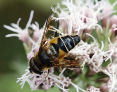 Eristalis pertinax