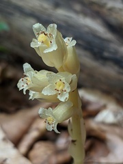 Monotropa hypopitys