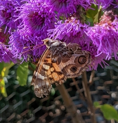 Vanessa virginiensis