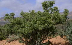 Montinia caryophyllacea
