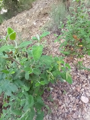 Cistus salviifolius